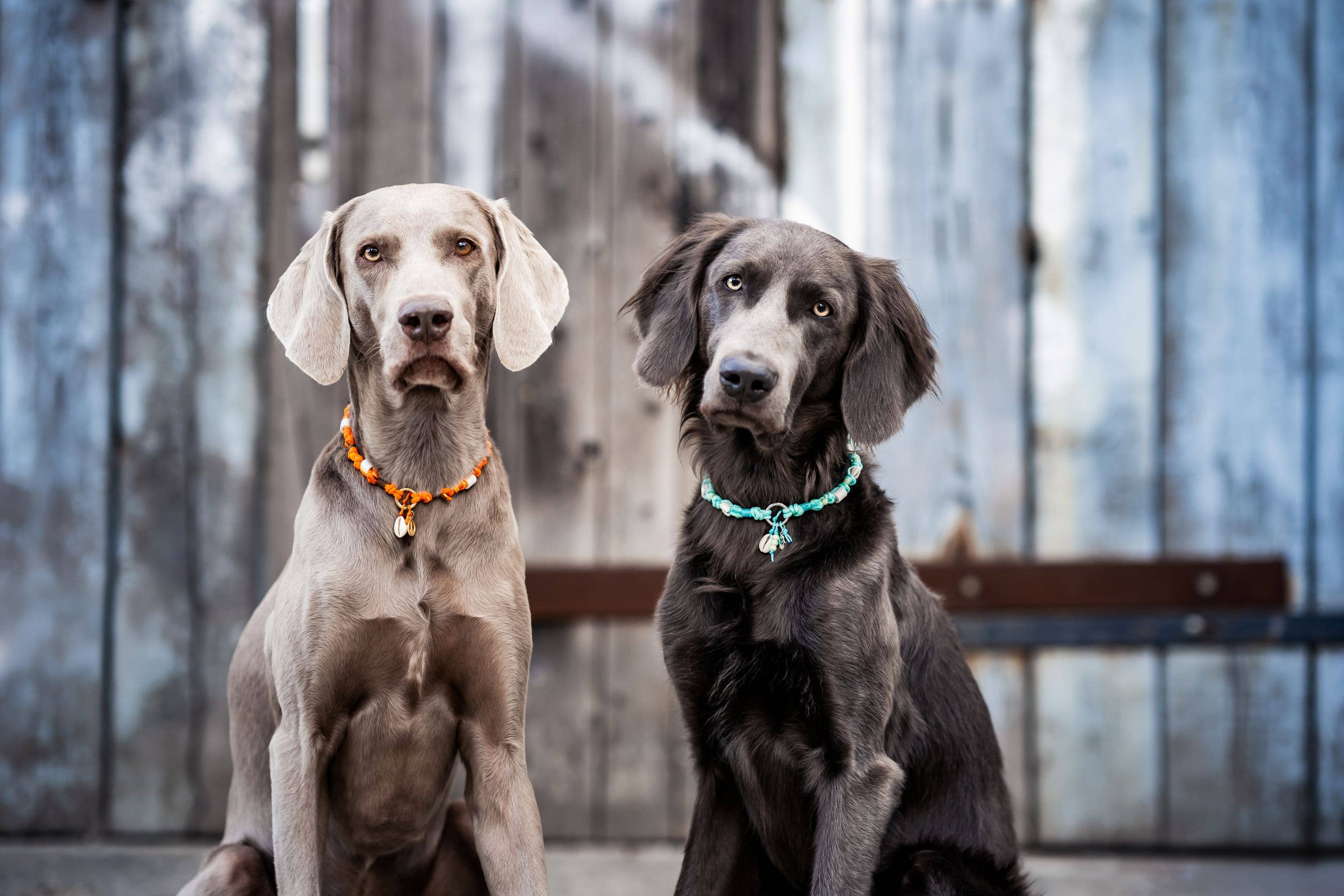 Felius for Dogs - Vente Collier – chien - Collier pour chien en céramique EM ★Gipsymee★ Poppy Orange2