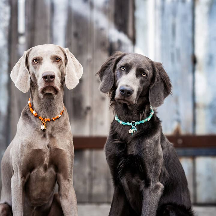 Felius for Dogs - Wholesale Pet Collar - Dog - EM Ceramic Dog Necklace *Gipsymee* Sweet Lavender - Lilac3