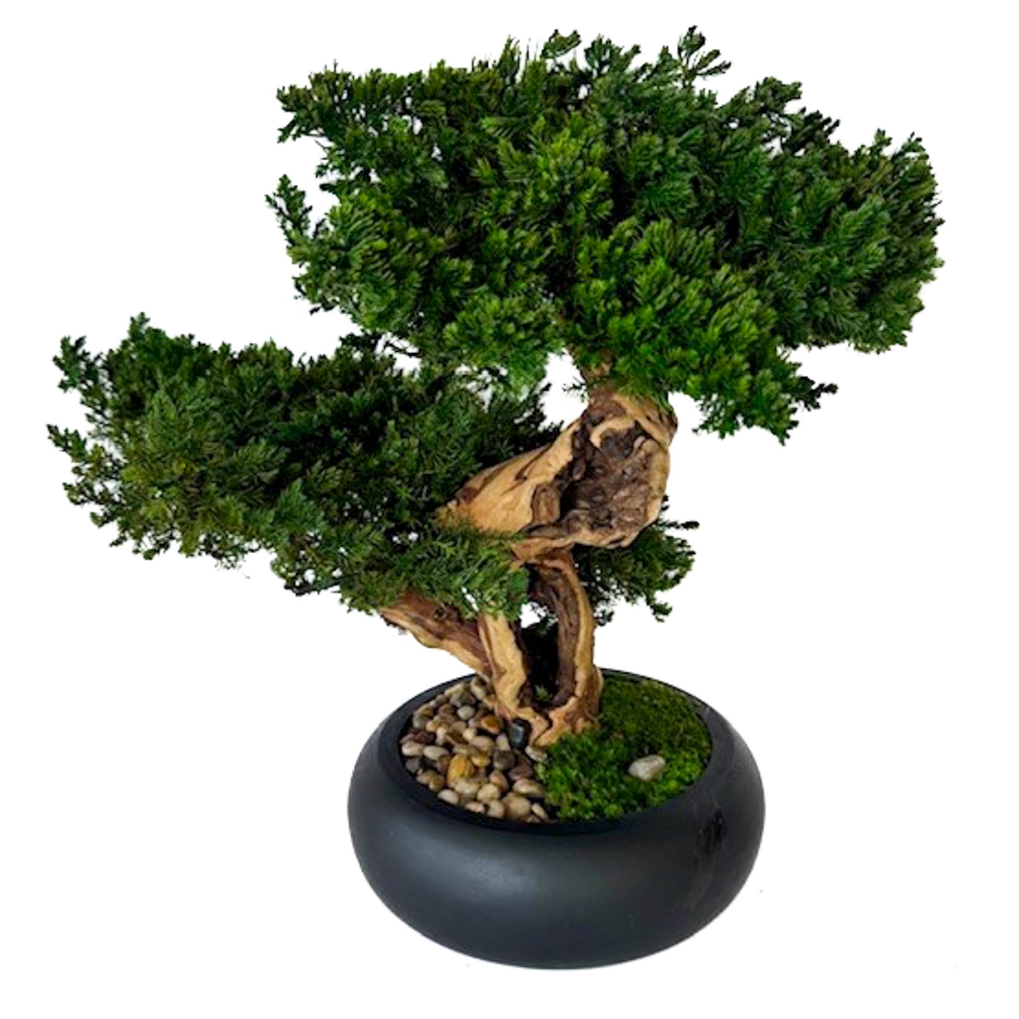 Forever Green Art - Wholesale Artificial Plant - Double Monterey Preserved Bonsai1