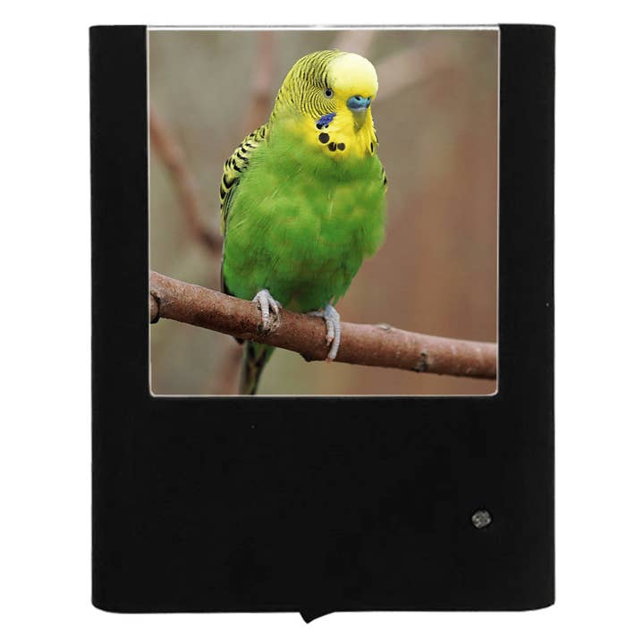 Nightlight Studio - Wholesale Night Light - Green Budgie