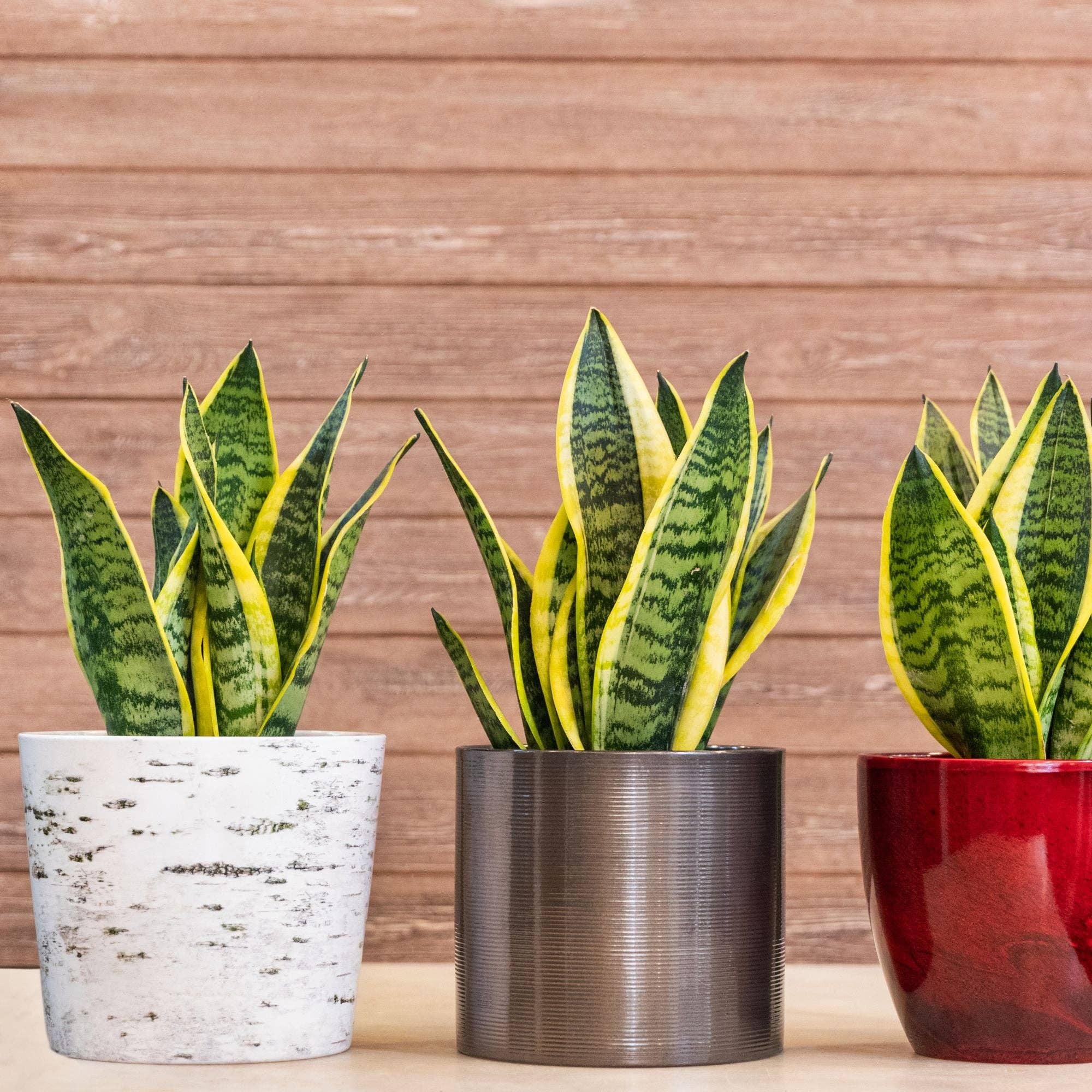 Kurated Korner - Wholesale Planting/Potting Soil - Soil Sunrise Air Cleaning Plant Potting Mix5