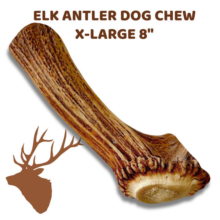X-Large - Whole Elk Antler - Single Unbranded - Premium A for wholesale by WhiteTail Naturals