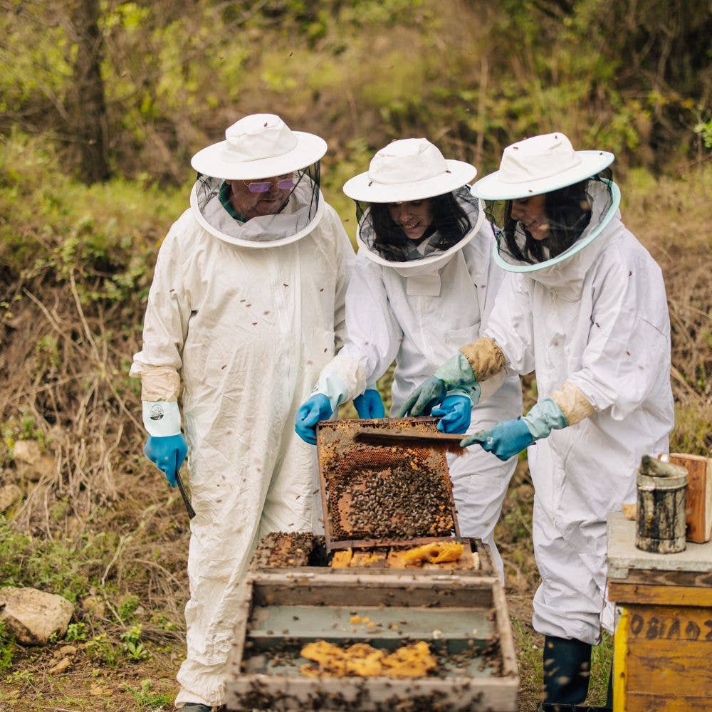 L'ABELLA MIEL - Vendita all'ingrosso Miele - Miele di lavanda L'Abellamel 500G3