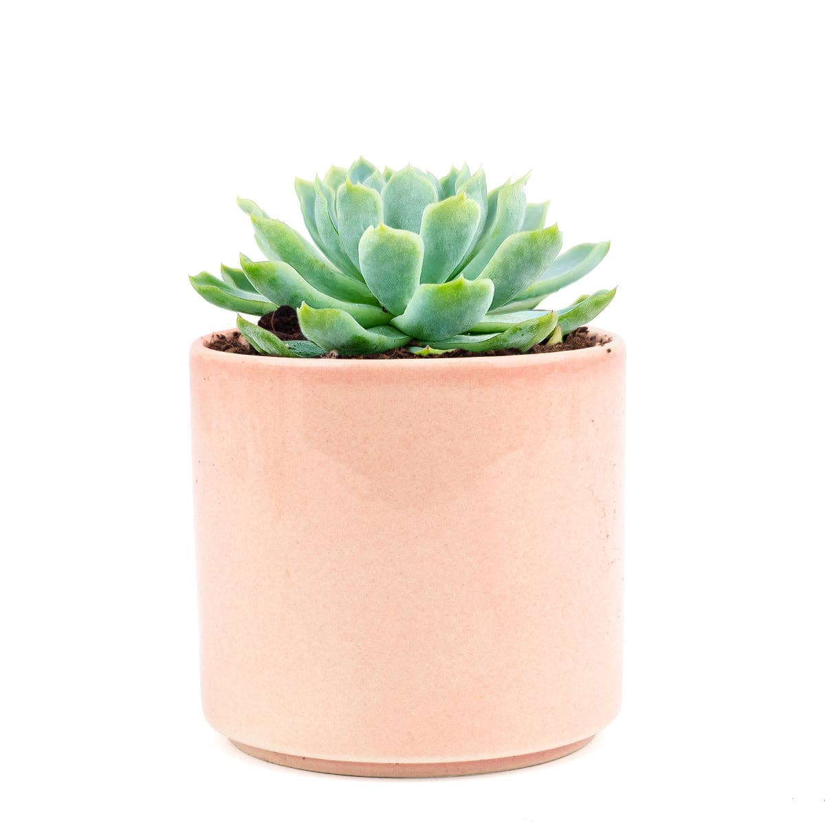 Best Plant Friend - Vente Succulentes - Echeveria Elegans Boule de Neige Mexicaine - Plantes Succulentes 2/4 pouces5