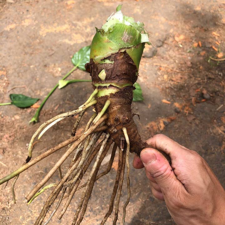 Rooster farms - Vente Plante - 1 lb de bulbes de racines de taro alocasia petite oreille d'éléphant pour la culture3