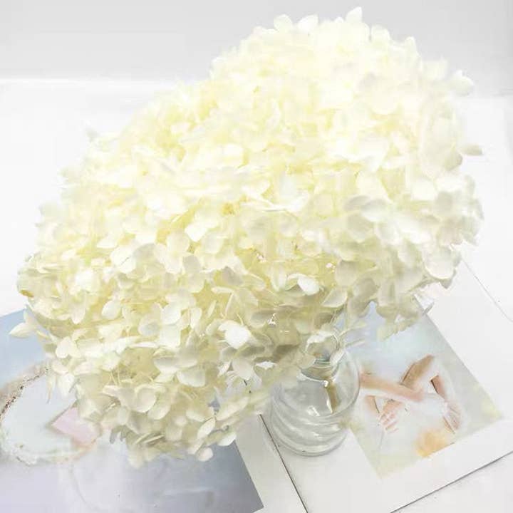 Hortensia Stabilisé Blanc for wholesale by Yaxinfloral