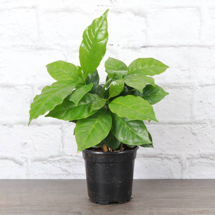 Thorsen's Greenhouse - Wholesale Live Plant - Coffee Plant - Live Plant4