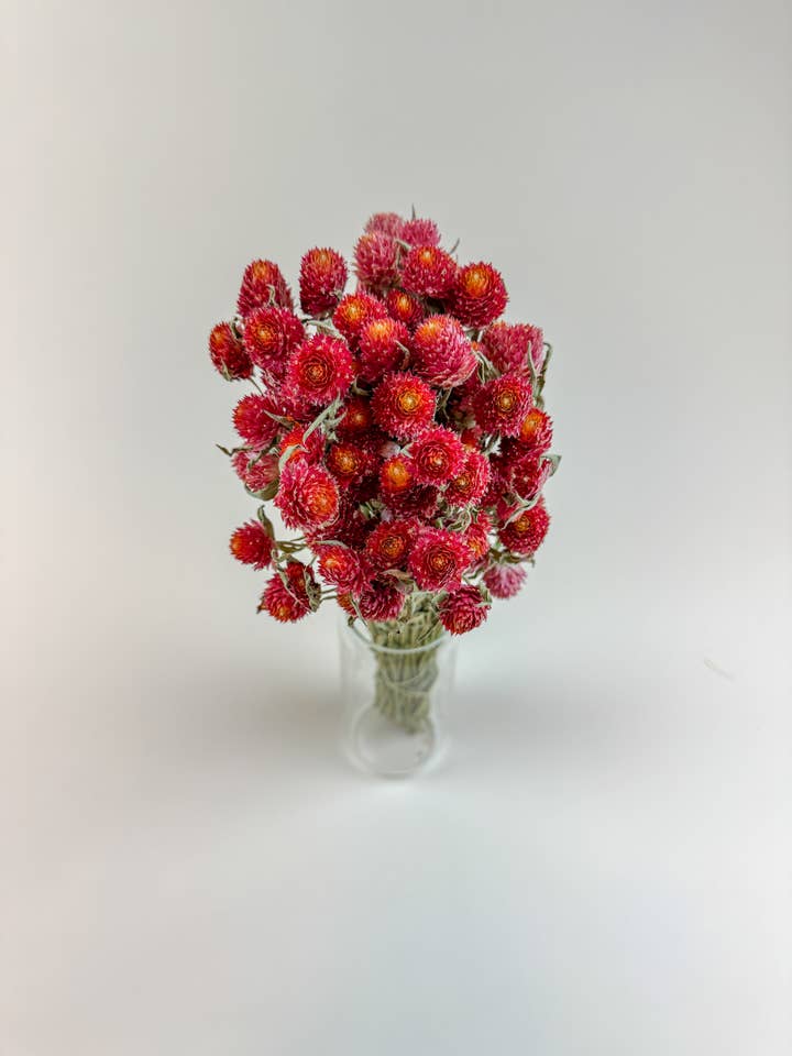 Red Globe Amaranth - Naturally Dried Flowers for wholesale by Lovejoy Farms Premium Dried Flowers