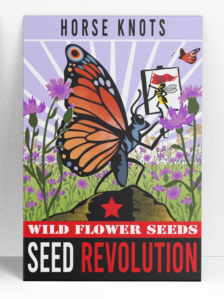 Horse Knots Native Wildflower Seeds – Meadow Perennial for wholesale by Seed Revolution