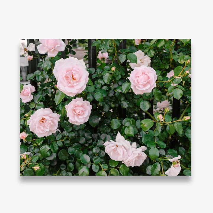 Charleston Roses | Charleston Photography Print for wholesale by A Charleston Local