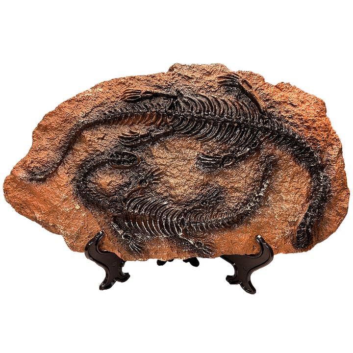 Texas Toy Distribution - Wholesale Decorative Figurine - Dinosaur Prehistoric Skeleton Plaque w/ Holder, 4 Dinosaurs