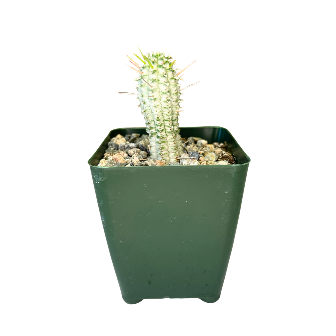 Flow State - Wholesale Succulent - 4" Euphorbia Mammillaris Variegata 'Corn Cob Cactus' – Plant2