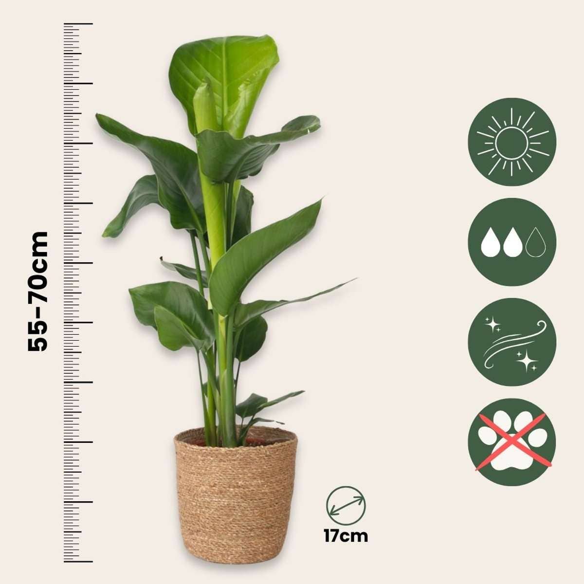 Oasis of Life – wholesale Live plant – Strelitzia Nicolai – Bird of Paradise – Height 55–70cm – Ø17cm – Large tropical houseplant in decorative basket – Easy care & air-purifying – Exotic Strelitzia from South Africa2