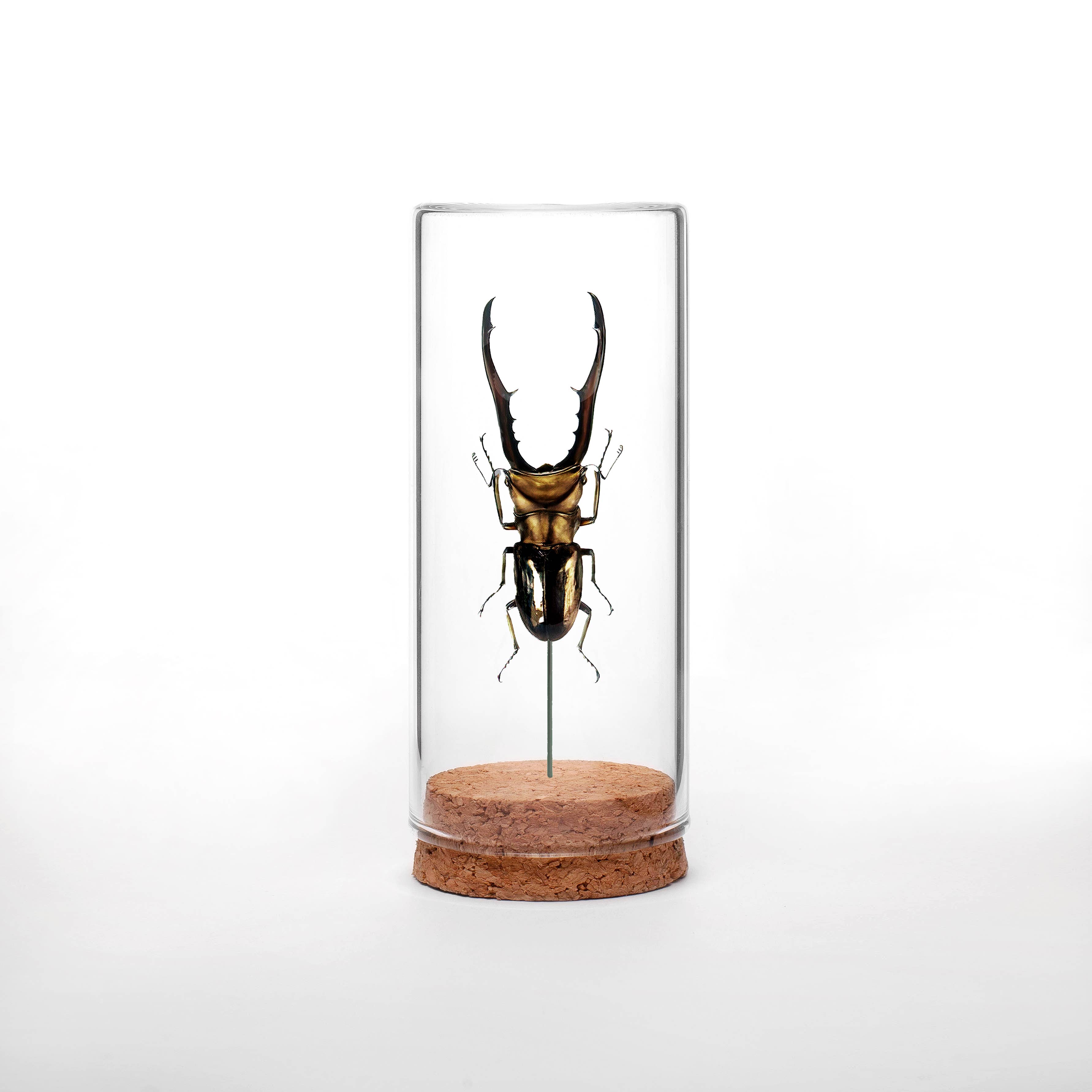 Green Beetle Shop - Wholesale Decorative Tabletop Object - Copper Stag Beetle Globe