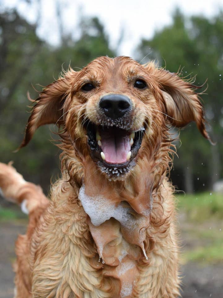 O My! Champú para perros con leche de cabra | Elaborado con leche de cabra cruda y cinco aceites esenciales | Sin parabenos | Hecho a mano en EE. UU. para venta al por mayor de O My! Bath and Body