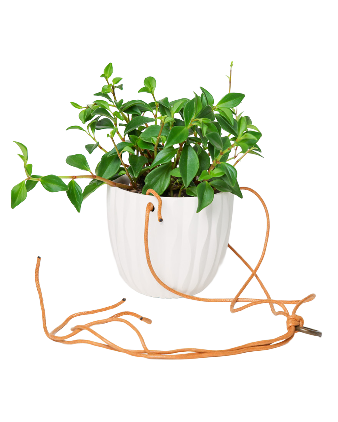 Chive - Wholesale Hanging Planter - Virago Ceramic Modern Hanging Planter4