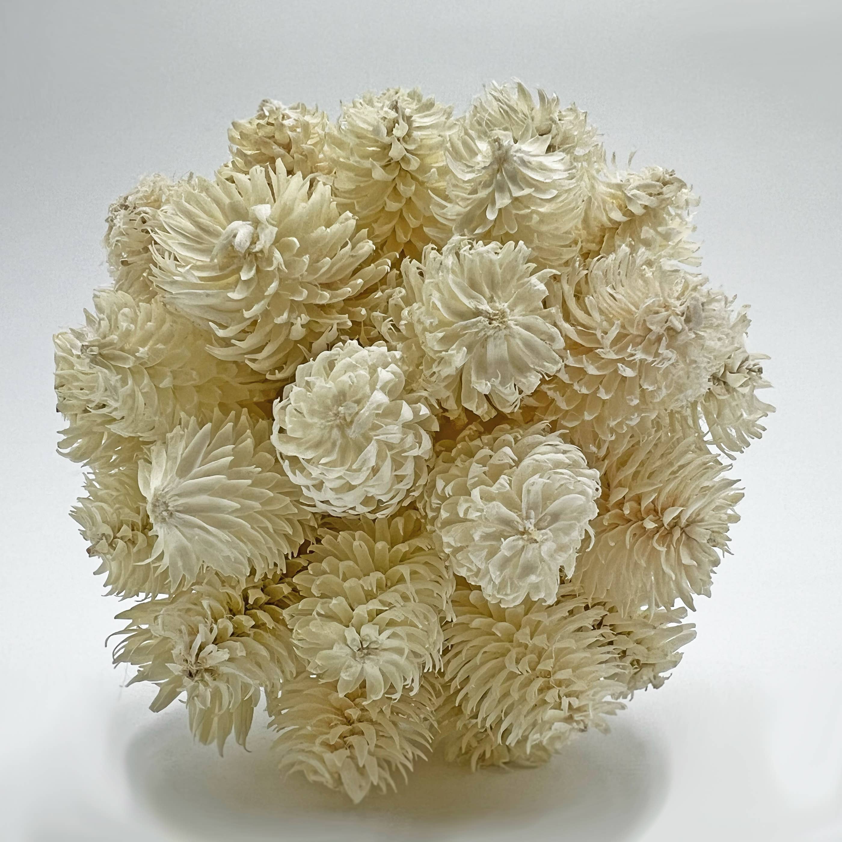 2626 Designs – wholesale Konstgjord växt – Låda med 4 konserverade dekorativa barrträd Pinecone Topiary Bollar6