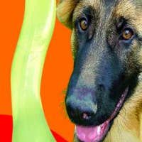 Fido, Inc. - Wholesale Pet Chew Toy - Dog - Superflex Bones