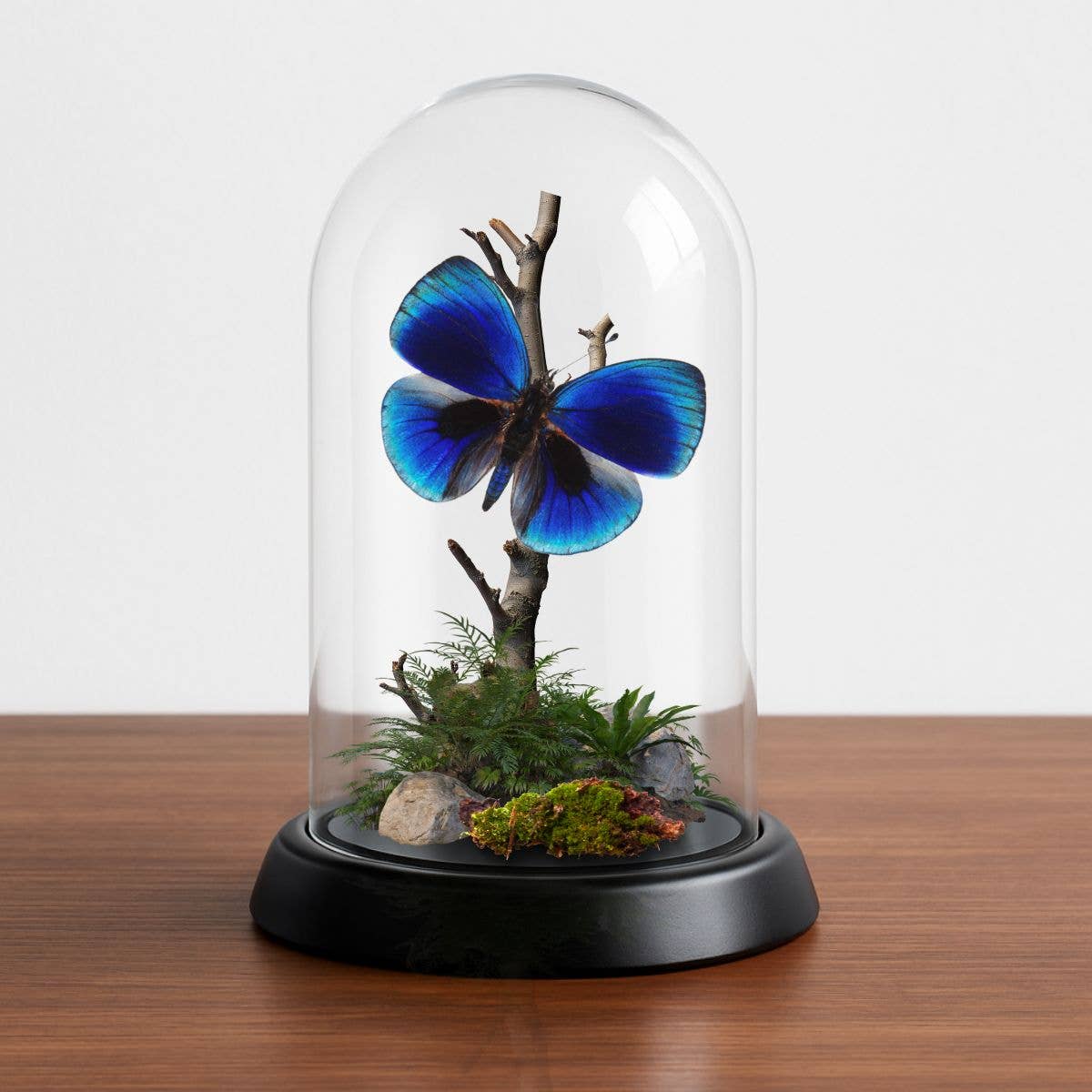 Instar Innovations - Vente Décorations de table - Diorama en forme de papillon - Diorama en forme de dôme de 6 x 4 pouces - 20