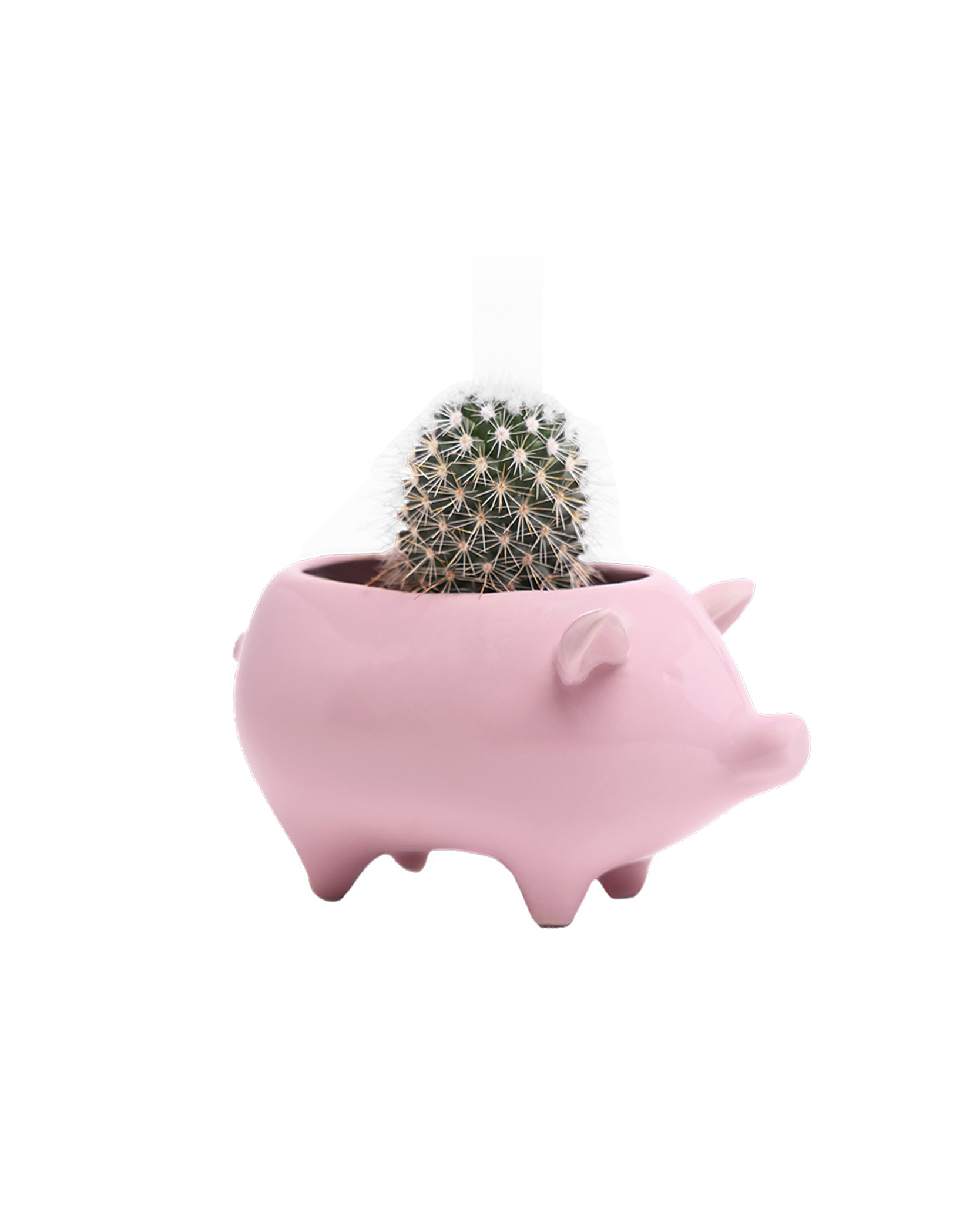 Chive - Wholesale Plant Pot - Animal Planter For Succulents Unique Plant Accessories3