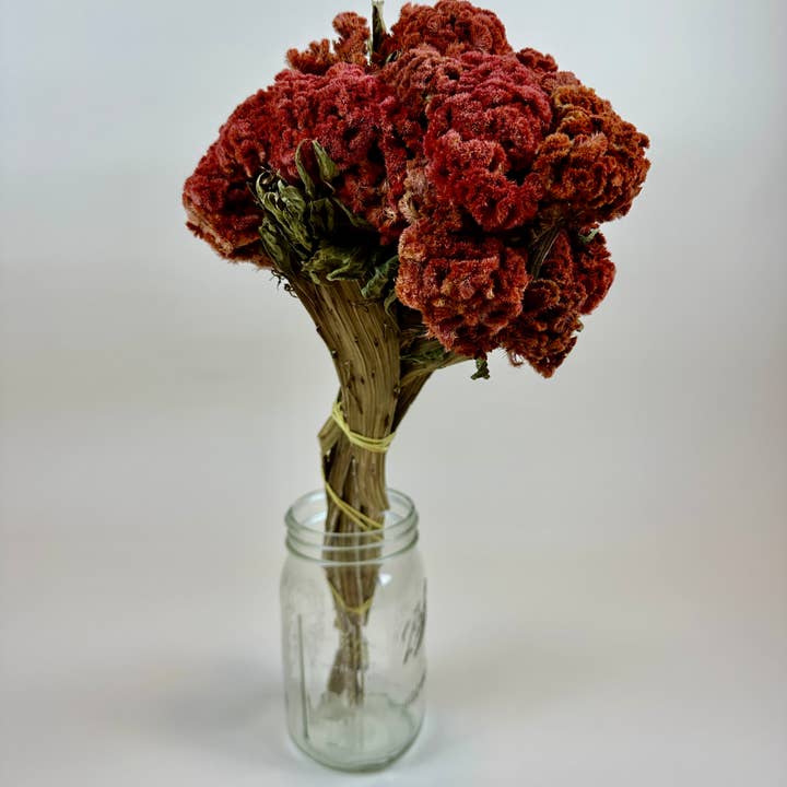 Lovejoy Farms Premium Dried Flowers - Vendita all'ingrosso Fiori secchi/pressati - Cresta di gallo (Celosia) - Autunno