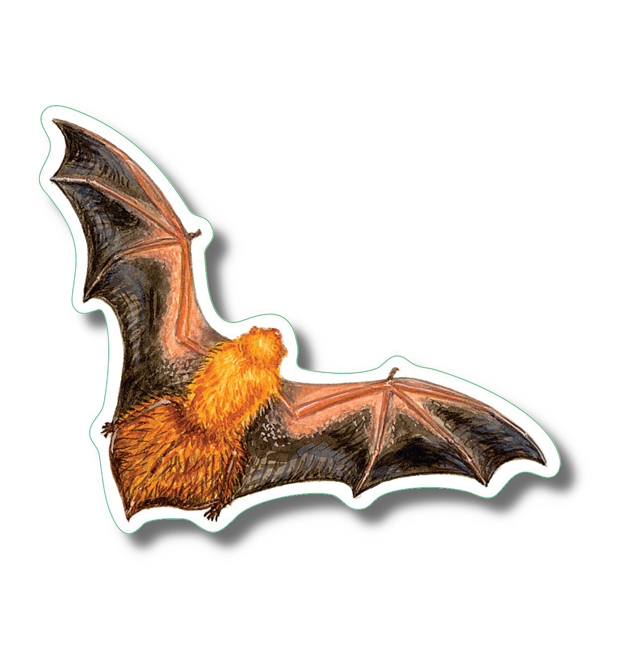 Earth Sky + Water - Vente Autocollant - Autocollant Eastern Red Bat Nature, 3,5 pouces de large1