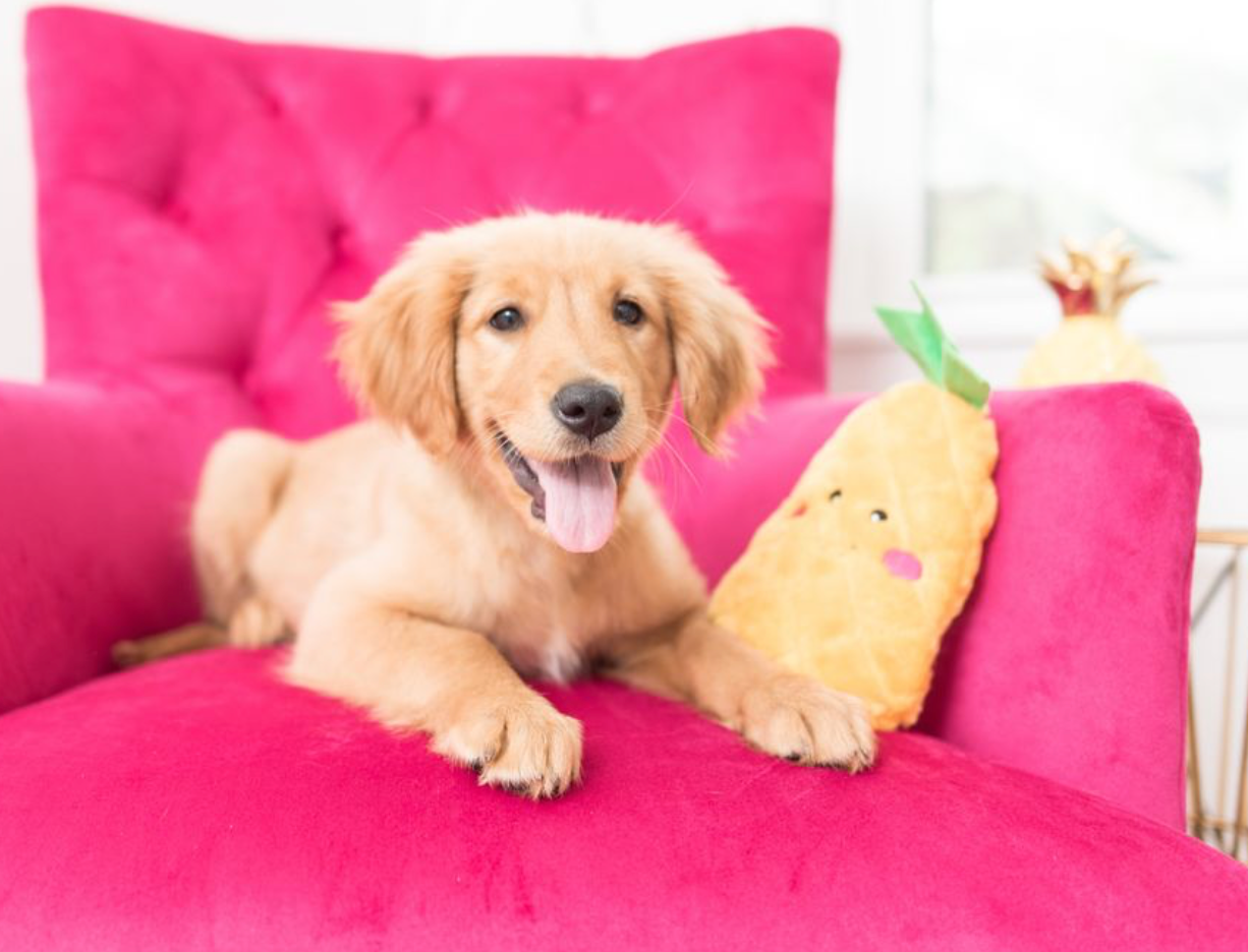 ZippyPaws - Vente Peluche – chien - NomNomz® - Pineapple - Jouet pour chien8