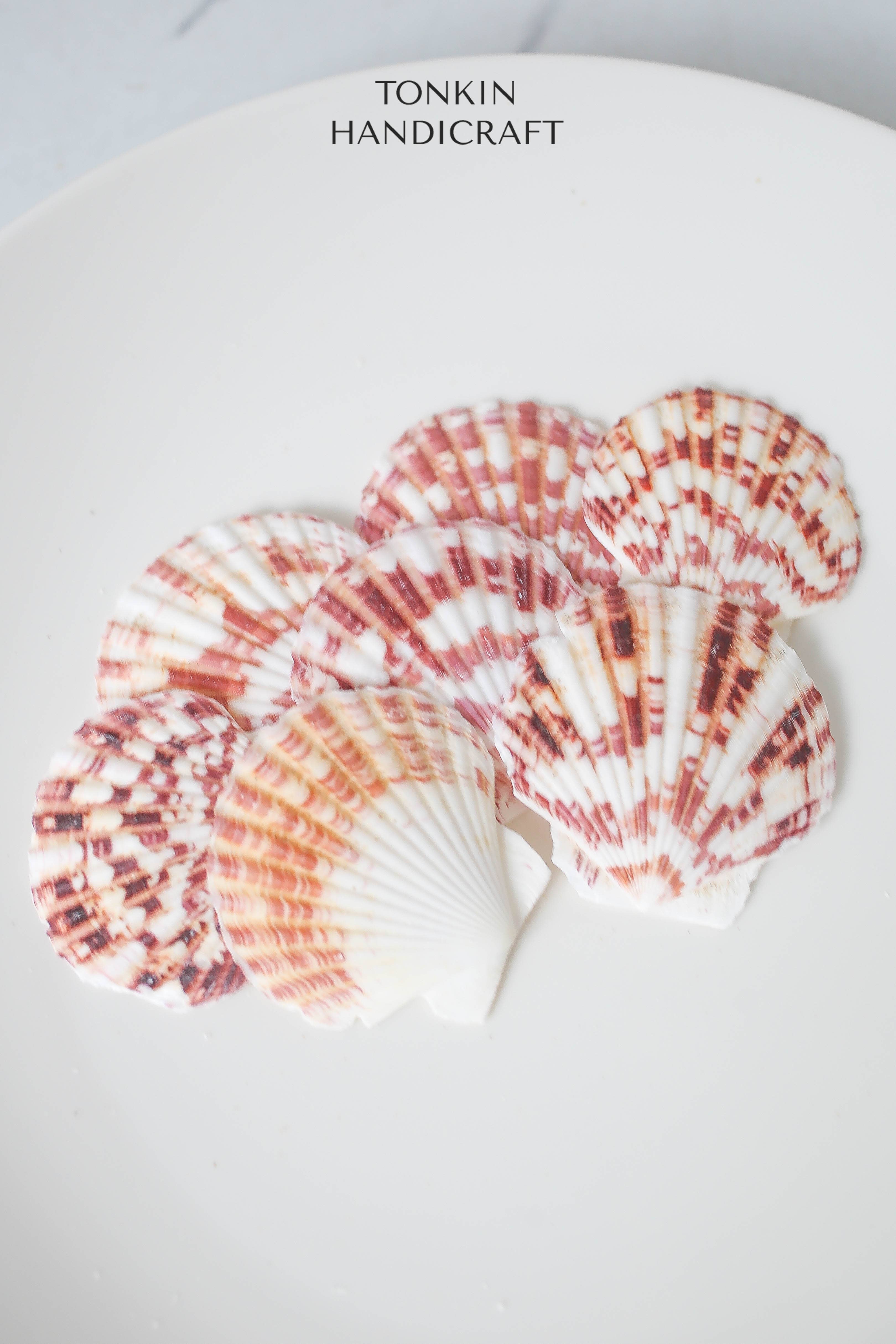 Tonkin Handicraft - Wholesale Decorative Tabletop Object - Natural Scallop Shells11