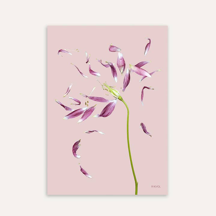 PetalLove 03 Blumenposter, A4, Rosa für den Großhandel von Rijkvol