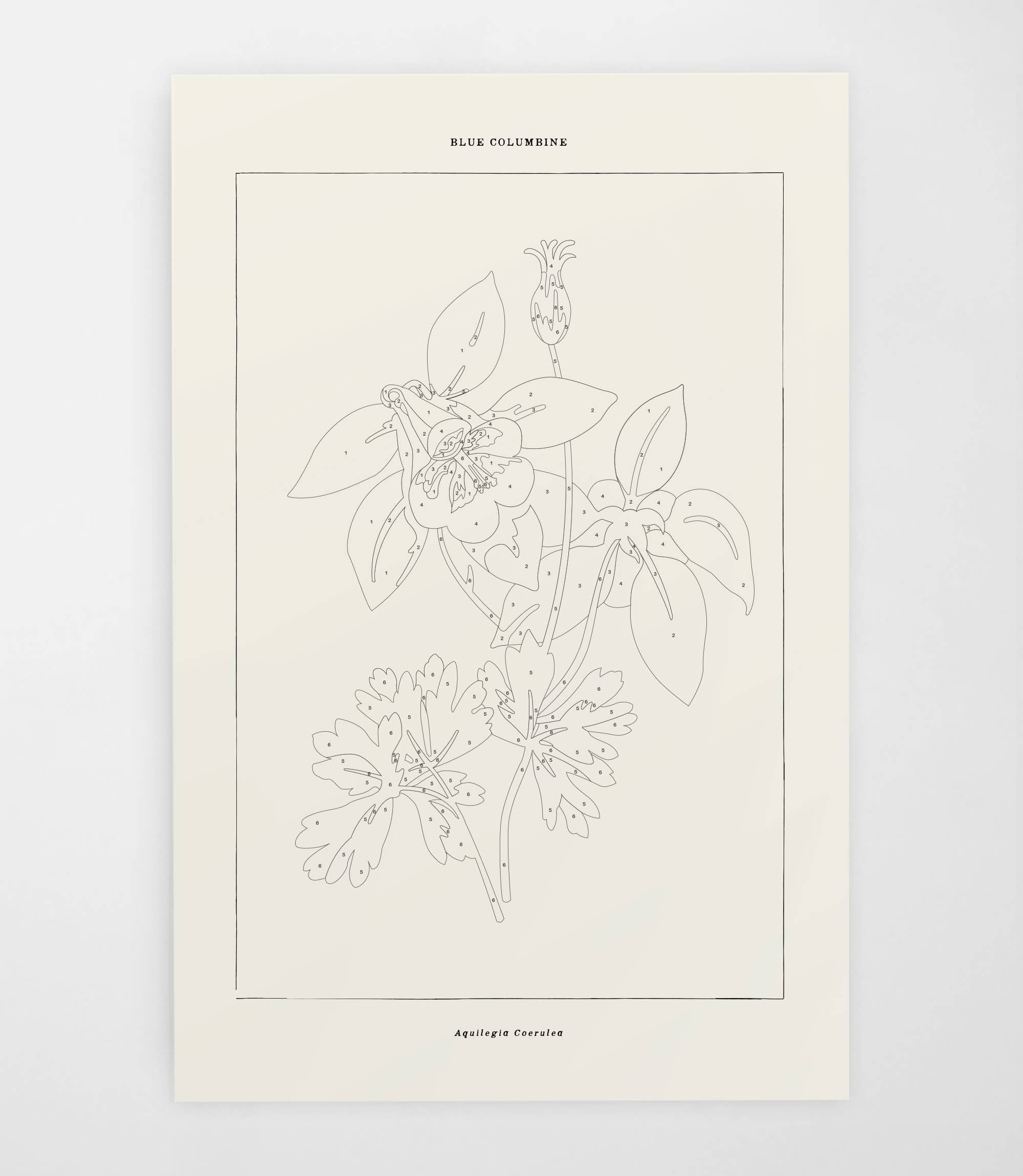 Coloready - Wholesale DIY Craft Kit - Blue Columbine Botanical | Modern Paint By Numbers Kit3