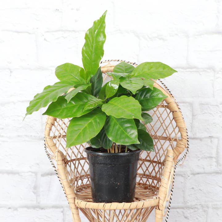 Thorsen's Greenhouse - Wholesale Live Plant - Coffee Plant - Live Plant3