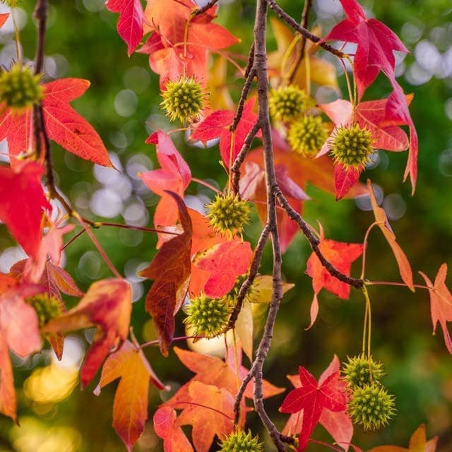 The Rike - Wholesale Plant Seeds - American Sweetgum Tree Seeds for planting 4 pack x 40 Seeds6