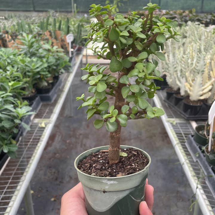 House Plant Wholesale - Wholesale Live Plant - Bonsai Jade Dwarf Green - 4" Pot