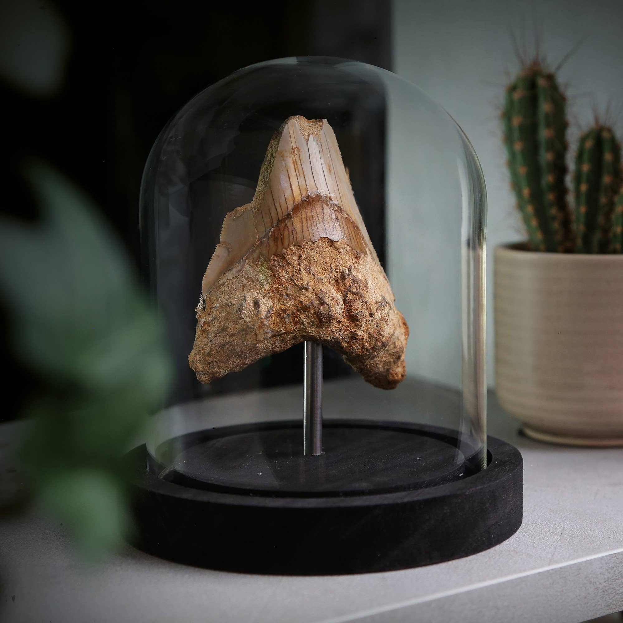 Curated Studio - Wholesale Decorative Tabletop Object - Megalodon Fragment Bell Jar Authentic Fossil Home Decoration1
