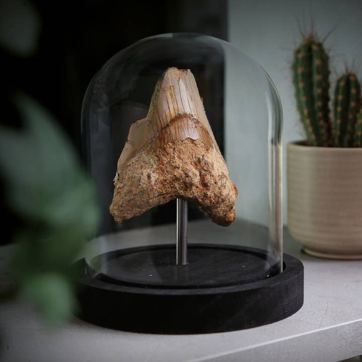 Curated Studio - Wholesale Decorative Tabletop Object - Megalodon Fragment Bell Jar Authentic Fossil Home Decoration1
