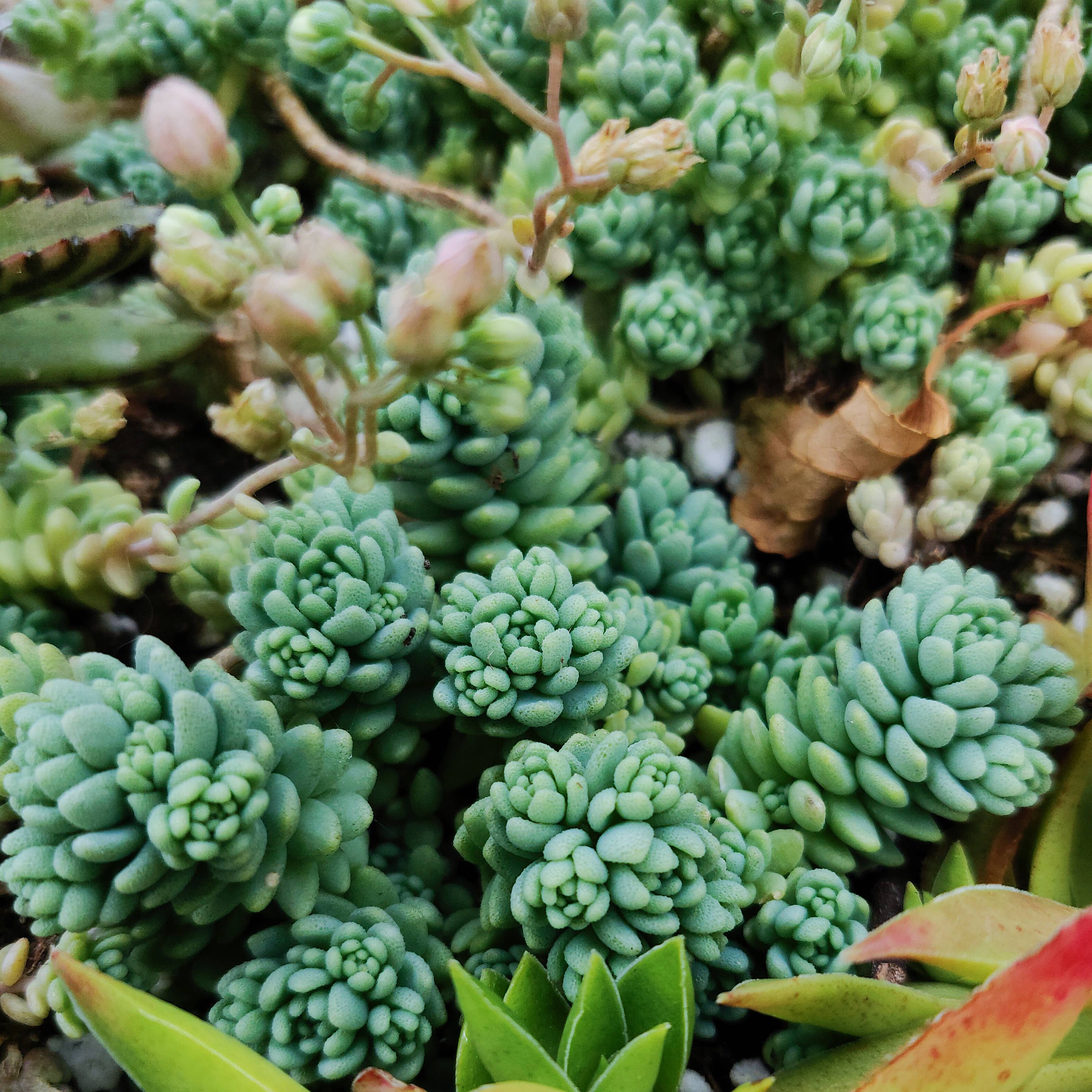 Best Plant Friend - Vente Succulentes - Sedum Major - Sedum dasyphyllum 'Ciels Himalayens'5