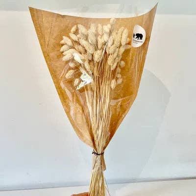 Chaton Et Monsieur Ours - Vente Fleur séchée/pressée - PHALARIS séché6