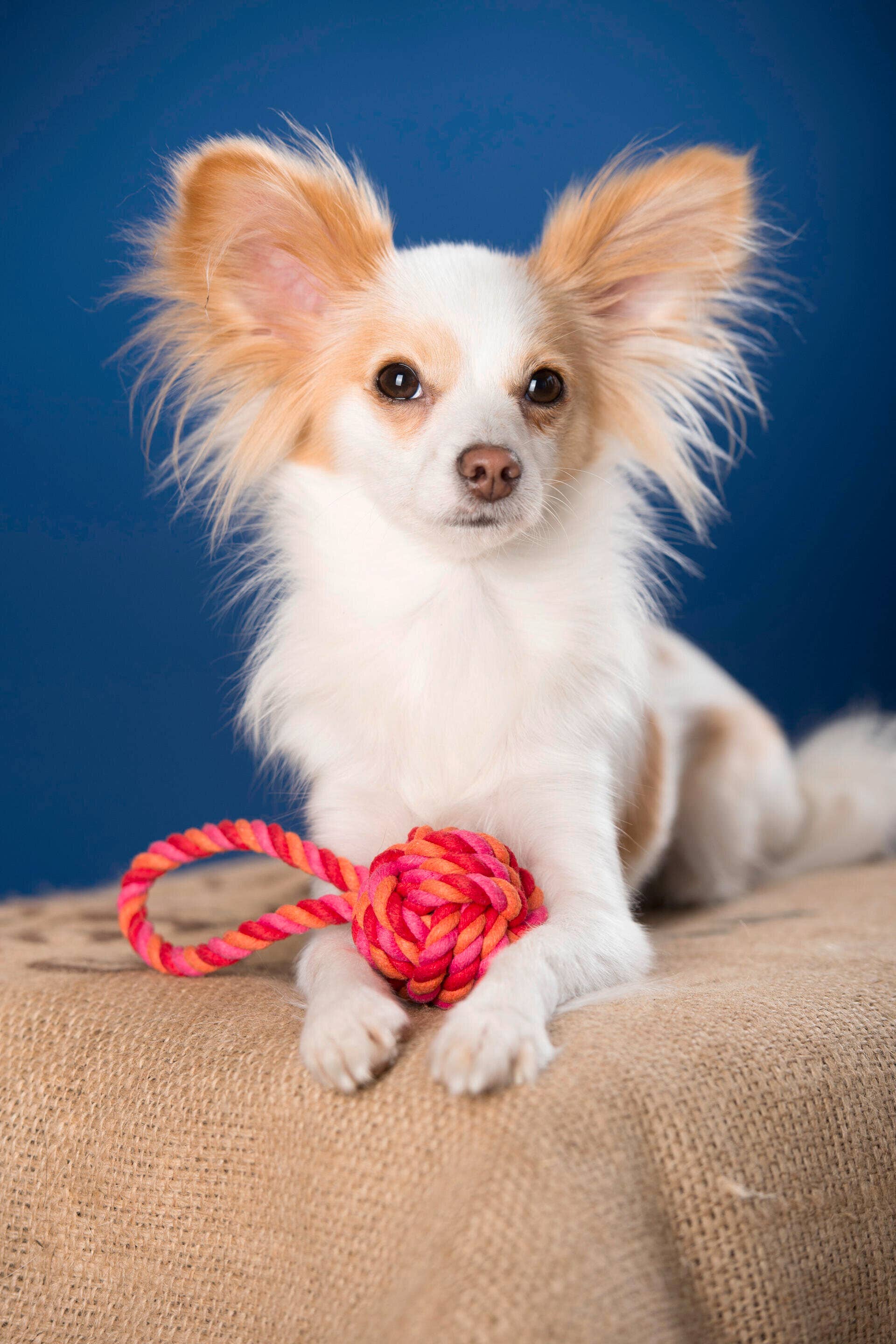 LABONI - Volentis GmbH – Engroshandel Apporterbold - Hund – Mini slingbold6