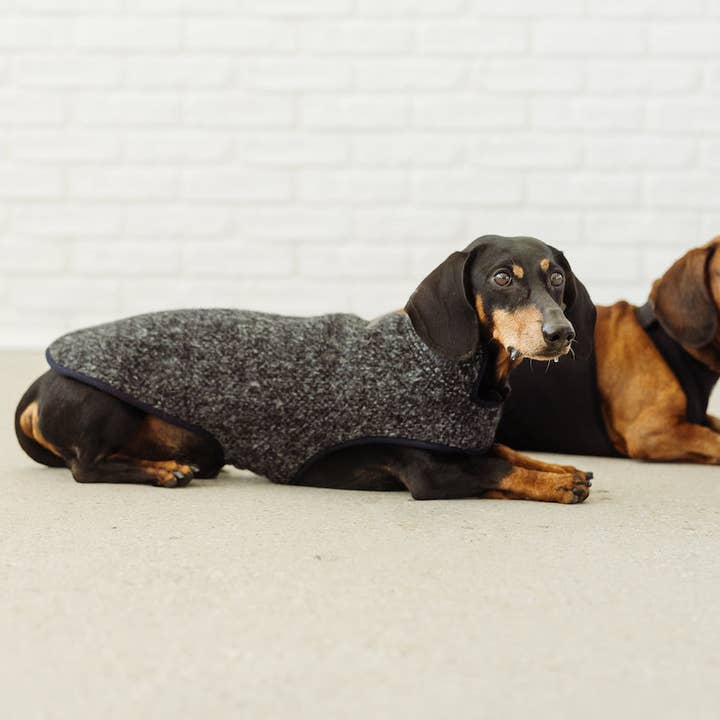 bordo grigio+nero Cappotto per bassotto Pissarro in vendita all'ingrosso su Faire2