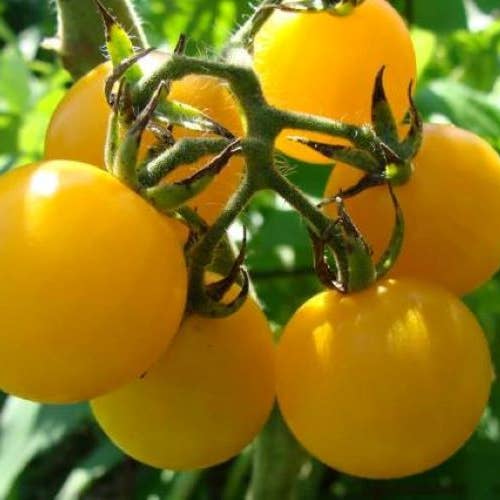 6 Honey Drop Tomato Plants (2.5" Pots) for wholesale by Steep Hill Garden