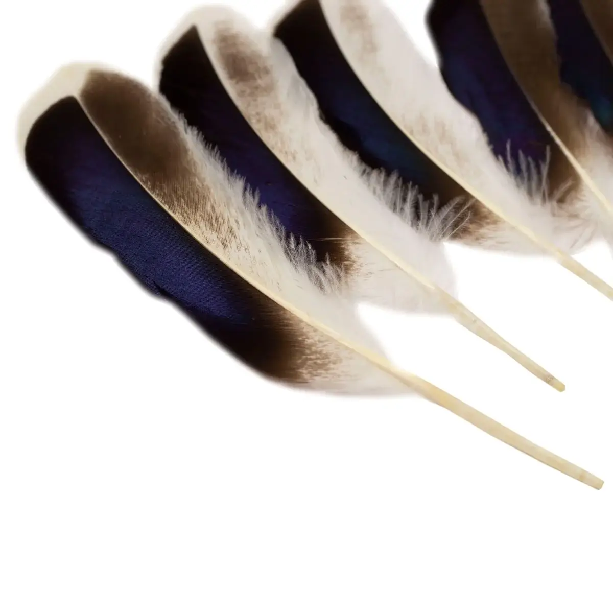 Zucker Feather Products - Vendita all'ingrosso Attrezzature per lavoretti e fai da te - Piume d'anatra naturali 3-5" - 10 pezzi3