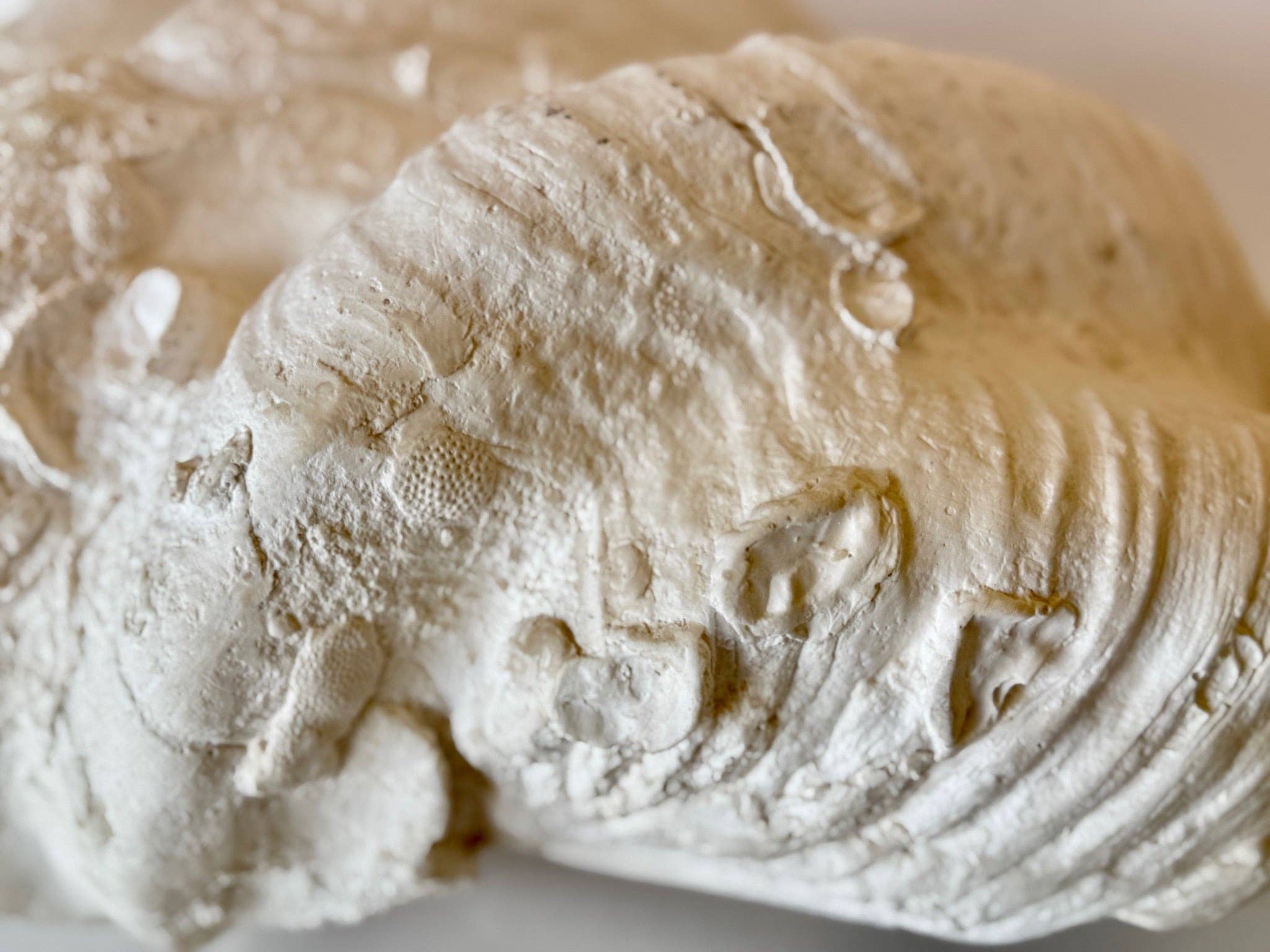 House Parts, Inc. - Wholesale Decorative Tabletop Object - South Pacific Clam Shell2