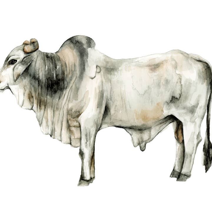Brahman bull cow cattle canvas art print for wholesale by Meredith Oneal Art
