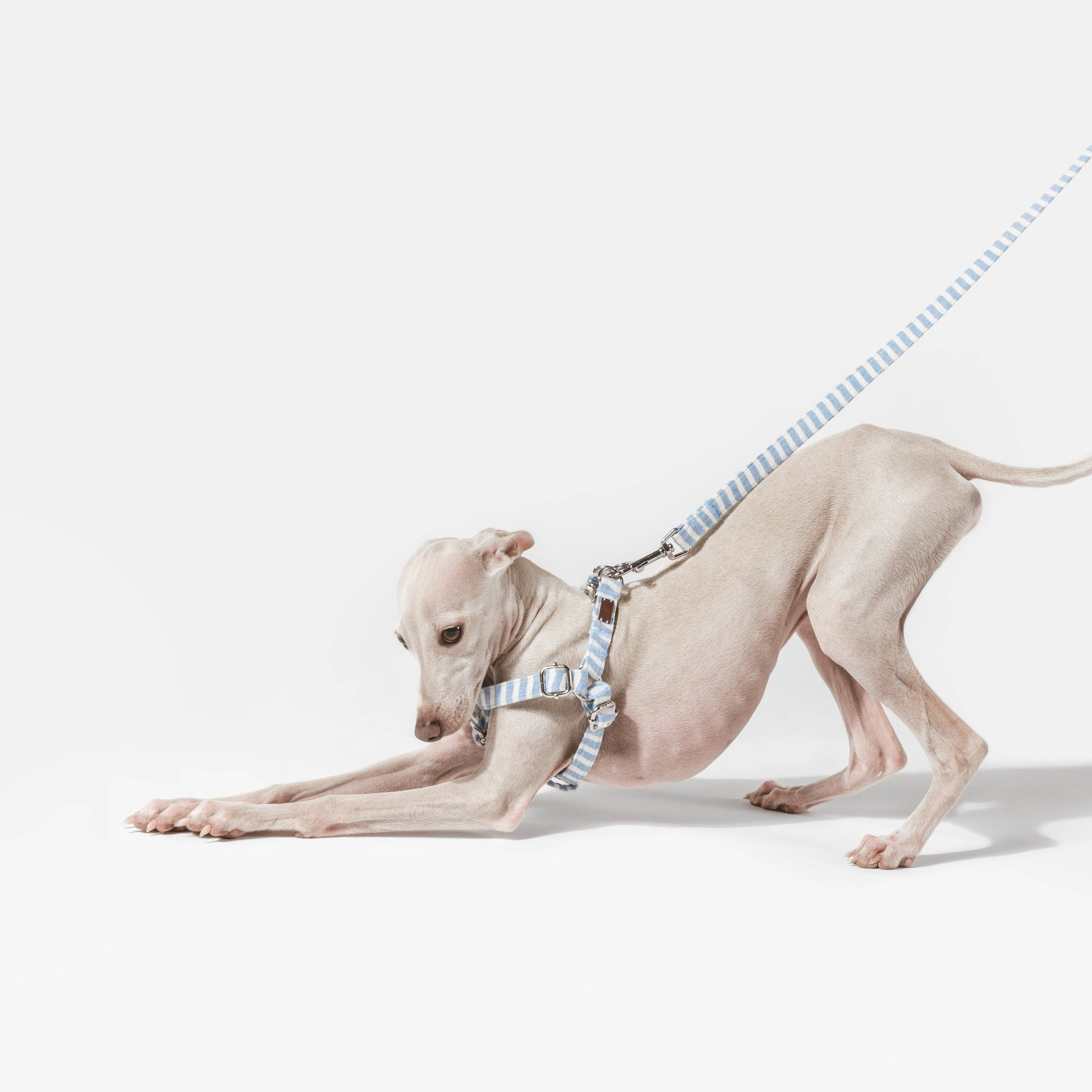 B de Bruno ES - Wholesale Pet Harness - Dog - Levante Simple Harness3