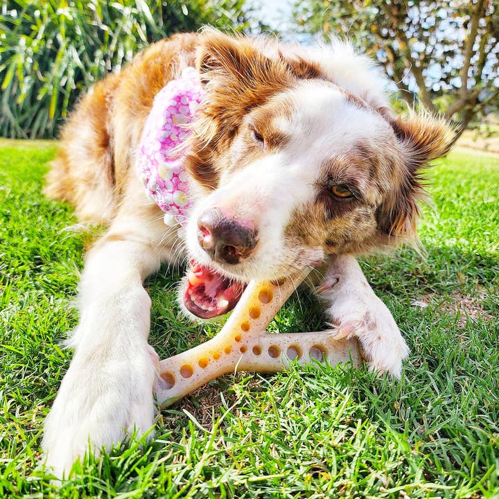 Rover Pet Products - Wholesale Pet chew toy – Dog - MOD Nylon Wish Bone8