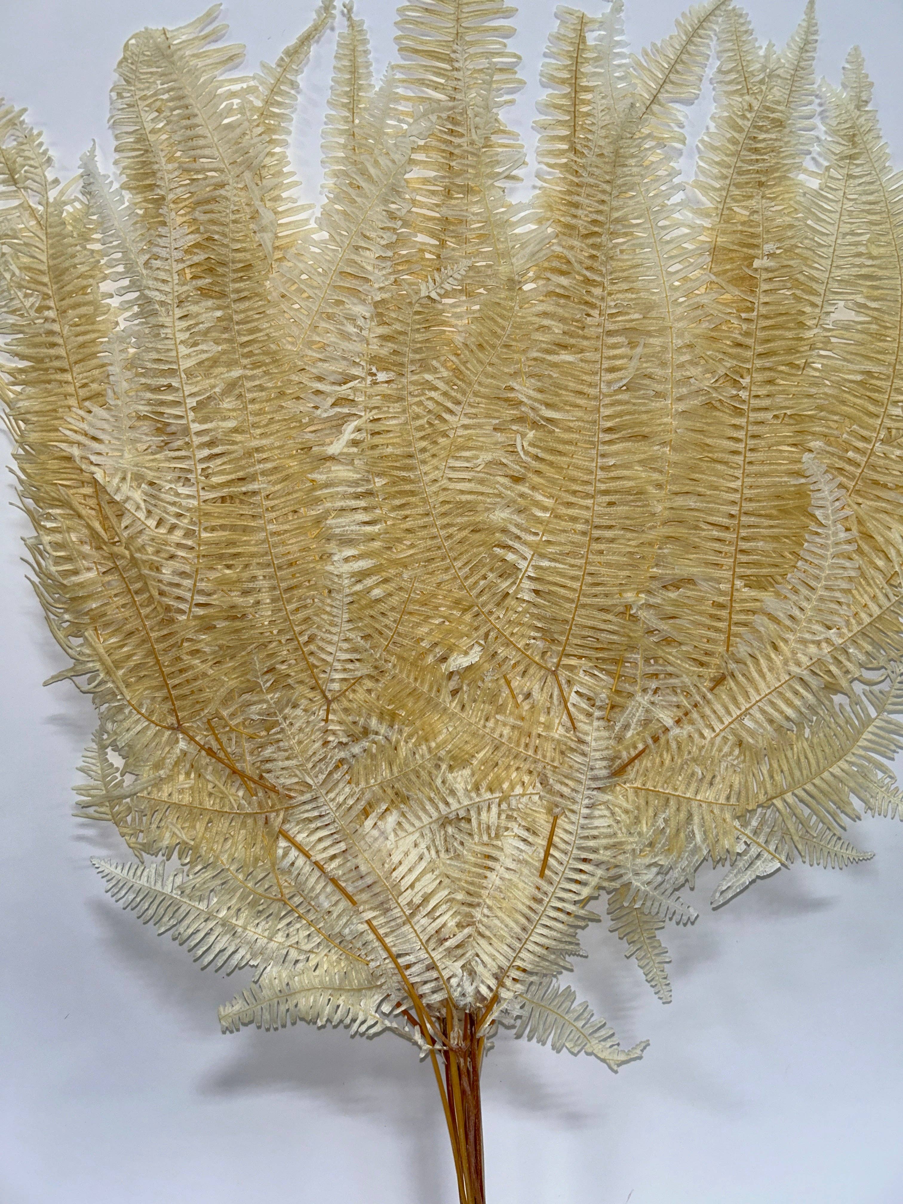 GS Foliage - Vente Fleurs artificielles - Feuilles de Fougère Blanches, Tige de 8" | Bouquet de 10 pièces1