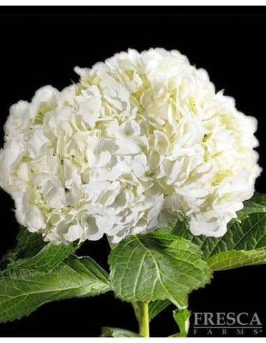 Florasource - Wholesale Fresh Cut Flowers - Select Grade Hydrangea White 40 stems0