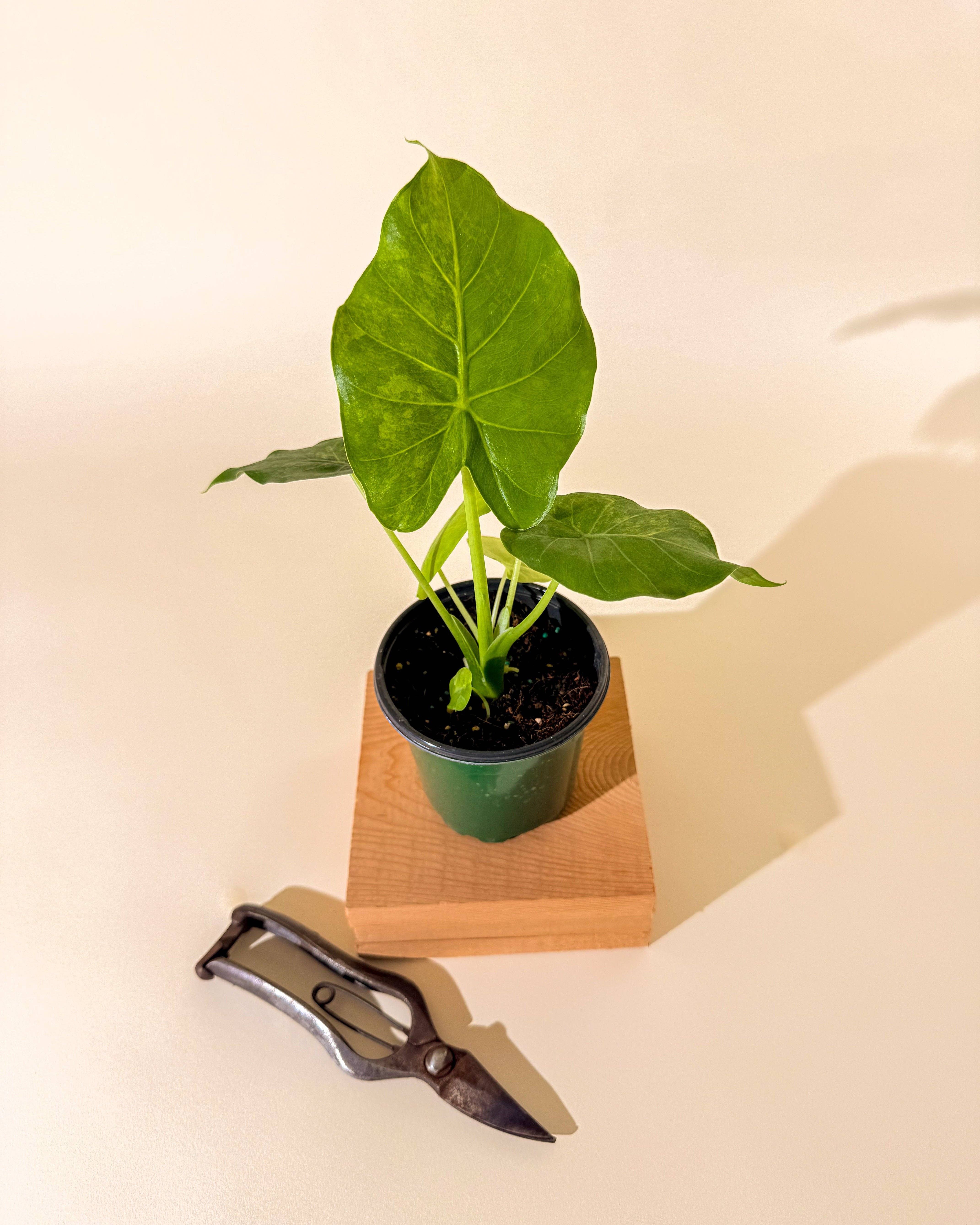 BWH Plant Co - Wholesale Live Plant - 4" Alocasia 'Gageana Aurea'1