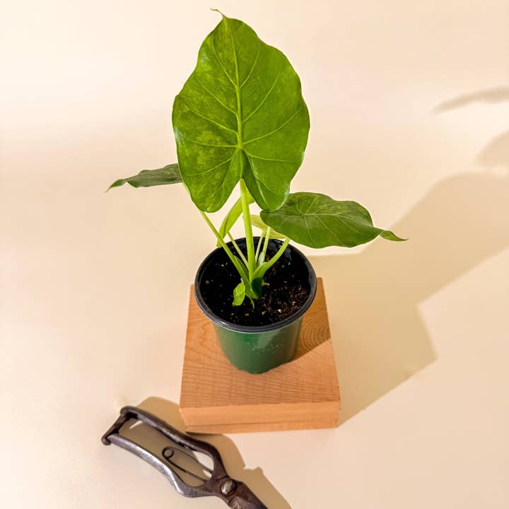 BWH Plant Co - Wholesale Live Plant - 4" Alocasia 'Gageana Aurea'1