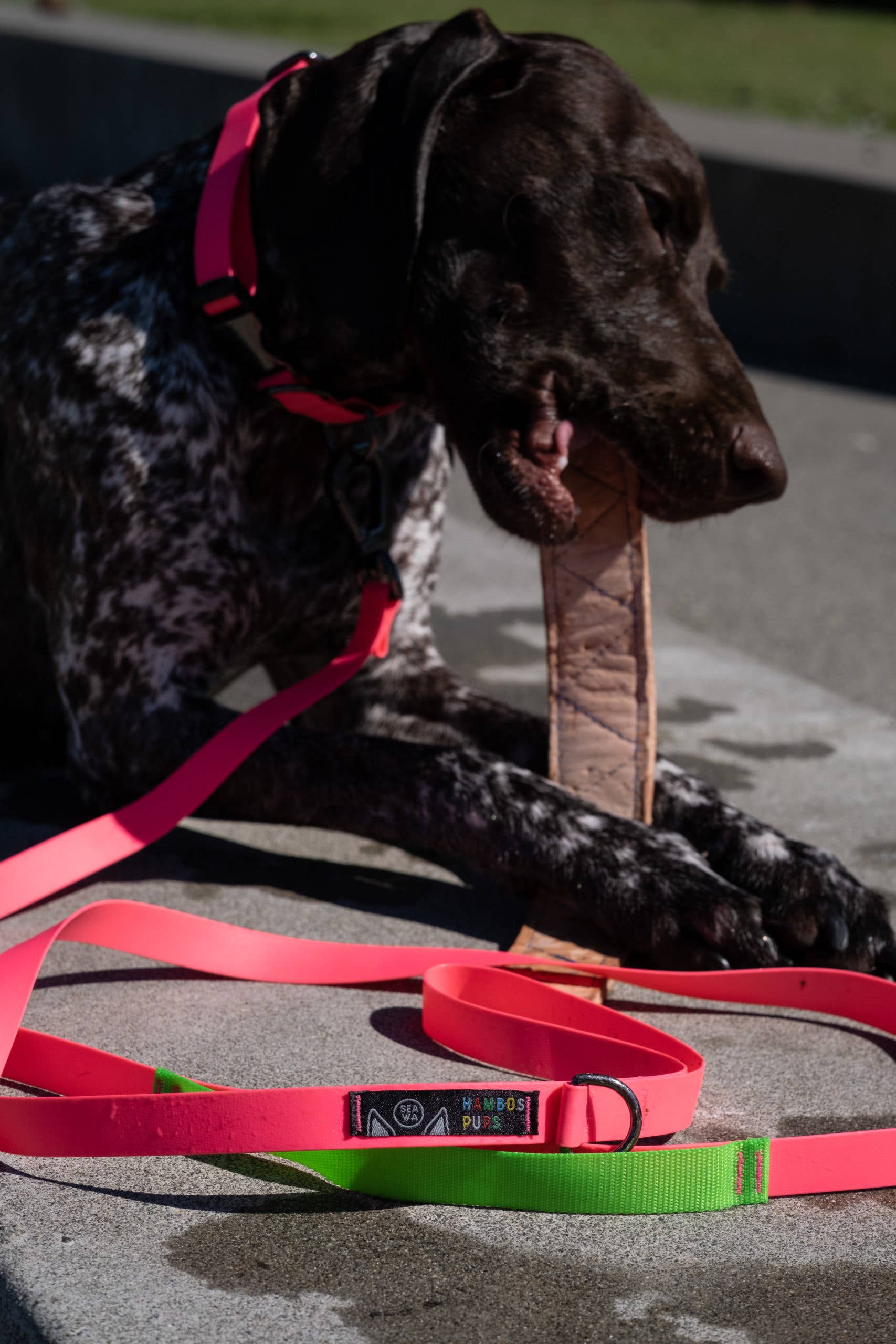 Hambos Pups - Wholesale Pet Leash - Dog - PNW Dry Leash2